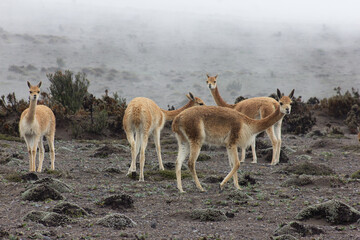 alpacas in Chimborazo, ecuador