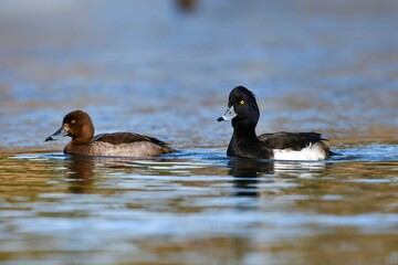 冬に身近な水辺で見られる白黒のコントラストの目立つ渡り鳥キンクロハジロ