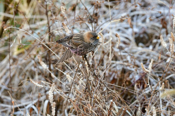 冬の山で見られるローズピンクが美しいかわいい小鳥ハギマシコ
