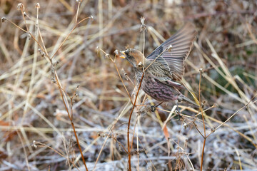 冬の山で見られるローズピンクが美しいかわいい小鳥ハギマシコ
