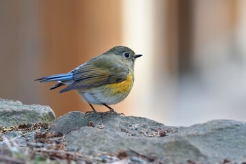 冬に見られるオレンジ色と青い尾のかわいい渡り鳥ルリビタキ