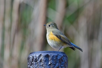 純白と、虹色の美しい羽を持った珍しい冬の渡り鳥ヒメハジロ