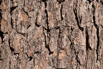 Tree bark texture with natural sunlight for background.