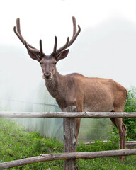 deer in a deer farm against the backdrop of green nature