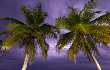 Fototapeta na wymiar palm tree on the beach sunset