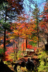 Autumn leaves at the temple on a mountain in Nanmoku Village