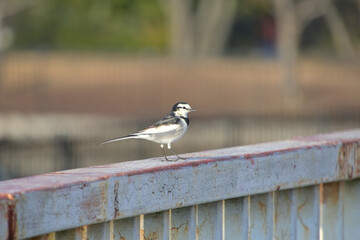 手摺りの上を歩くハクセキレイ