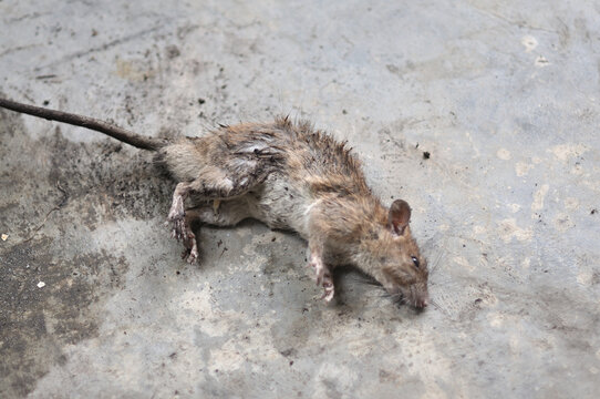 dead rat on concreat road