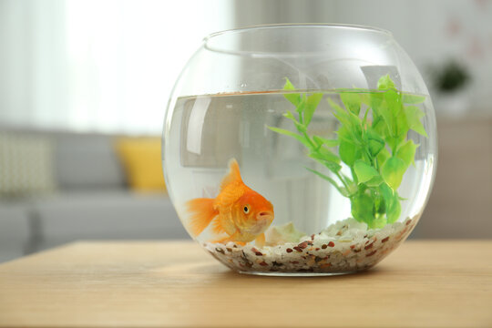 Beautiful bright small goldfish in round glass aquarium on wooden table indoors