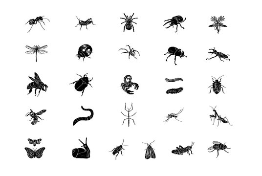 Set of simple insect. Engraving illustrations.
