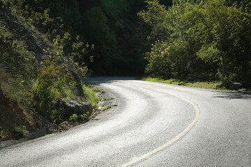 Fototapeta premium Asphalt road near green trees on sunny day