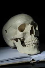 White human skull with book on black background