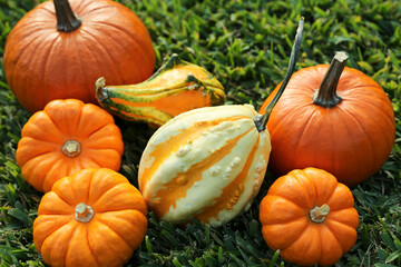 Many orange pumpkins on green grass outdoors