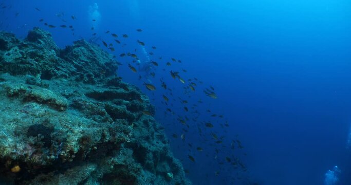 underwater topography  scenery sun beams rays and reflections and fish around mediterranean sea