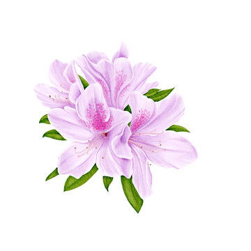 Drawing of blooming pink azalea flowers