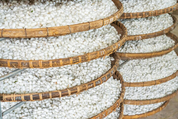 Close up of large flat trays of silk worn cocoons at Lam Ha in Vietnam
