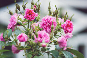 Naklejka na ściany i meble Pink Grootendorst hybrid rugosa rose blooming in summer garden