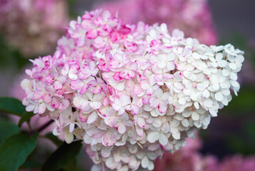 Hydrangea paniculata Vanille Fraise