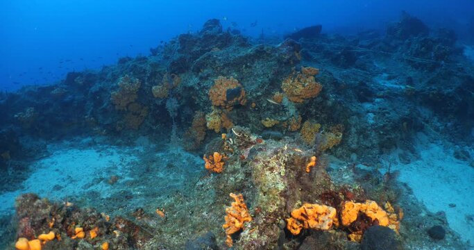  underwater ocean scenery blue water axinella sponges 
