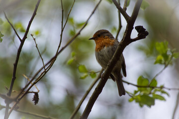 robin on branch