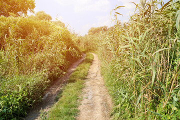 Landscape on the way in the marsh field. Dry dirt road between swamp lake