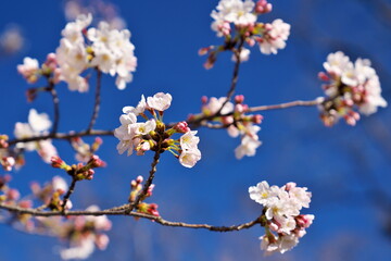 青とピンクのコントラスト