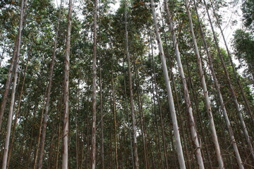 eucalyptus plantation