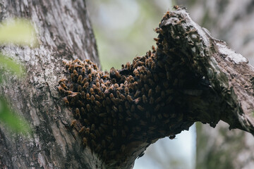 Bee Hive on a Tree