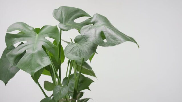 Close-up shot of monstera plant is being trembled by draft wind on grey background | Background shot for organic skincare products commercial