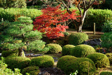 京都三室戸寺の日本庭園と紅葉