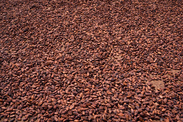 Cocoa beans and cocoa fruits.