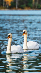 Swans swimming on the water in nature. Swan fidelity. Vertical