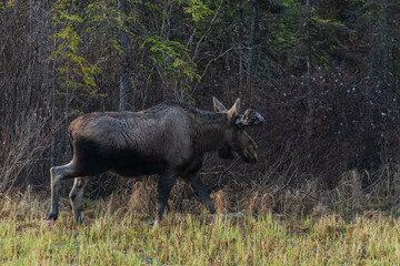 Wild moose seen in Yukon Territory with large tumours growths on his antlers. Seen in the boreal forest of Canada. 