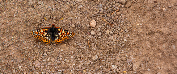 orange, yellow and black butterfly  on the trail in Cedar Breaks National Park in Southern Utah