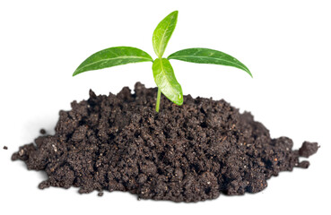 New life concept, little green plant in a dirt