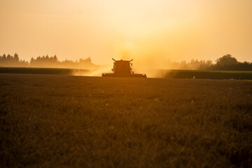 Fototapeta premium grain harvester working in the field, wheat harvest, harvester at harvest time, wheat harvester at sunset
