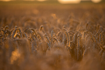 Wheat field in the summer sun, wheat, field of wheat, field of wheat during harvest, field of grain in summer  © Follow the Sun