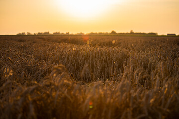 Wheat field in the summer sun, wheat, field of wheat, field of wheat during harvest, field of grain in summer  © Follow the Sun