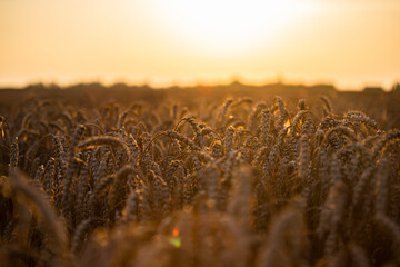 Wheat field in the summer sun, wheat, field of wheat, field of wheat during harvest, field of grain in summer  © Follow the Sun