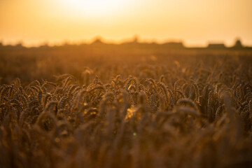 Wheat field in the summer sun, wheat, field of wheat, field of wheat during harvest, field of grain in summer  © Follow the Sun