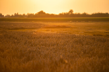 Wheat field in the summer sun, wheat, field of wheat, field of wheat during harvest, field of grain in summer  © Follow the Sun