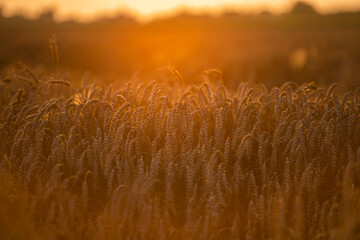 Wheat field in the summer sun, wheat, field of wheat, field of wheat during harvest, field of grain in summer  © Follow the Sun
