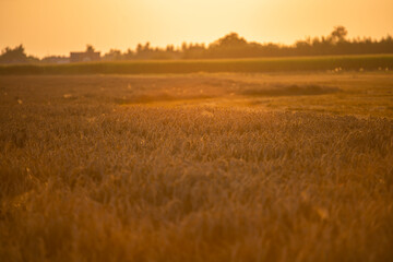 Wheat field in the summer sun, wheat, field of wheat, field of wheat during harvest, field of grain in summer
