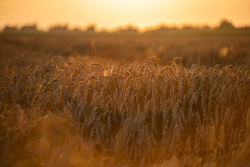 Wheat field in the summer sun, wheat, field of wheat, field of wheat during harvest, field of grain in summer  © Follow the Sun