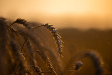 Wheat field in the summer sun, wheat, field of wheat, field of wheat during harvest, field of grain in summer
