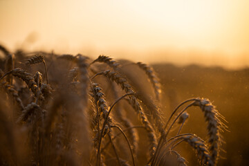 Wheat field in the summer sun, wheat, field of wheat, field of wheat during harvest, field of grain in summer  © Follow the Sun