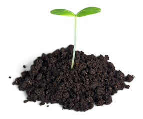 New life concept, little green plant in a dirt