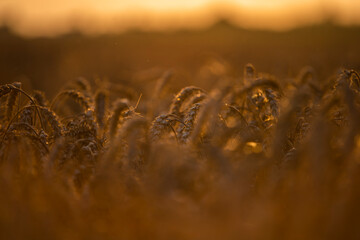 Wheat field in the summer sun, wheat, field of wheat, field of wheat during harvest, field of grain in summer  © Follow the Sun