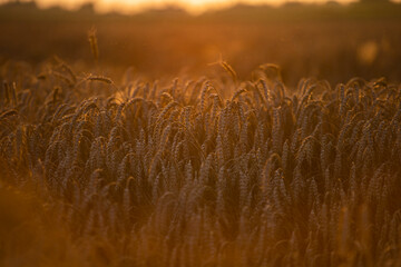 Wheat field in the summer sun, wheat, field of wheat, field of wheat during harvest, field of grain in summer  © Follow the Sun