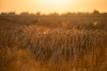 Wheat field in the summer sun, wheat, field of wheat, field of wheat during harvest, field of grain in summer  © Follow the Sun